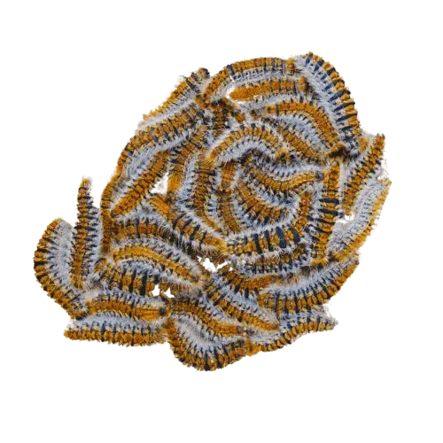 gruppo di processionarie per servizio di disinfestazione