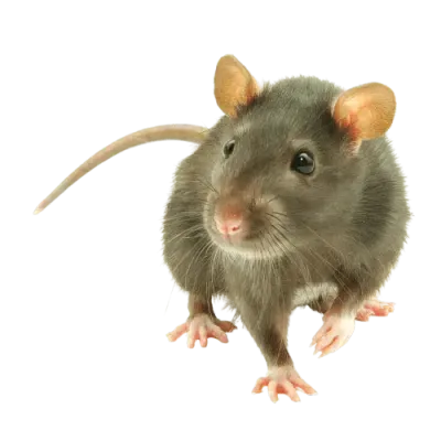 Ratto per servizio di derattizzazione