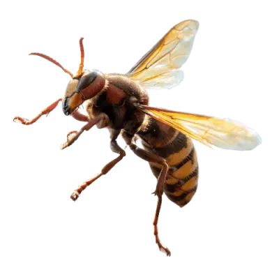 calabrone per servizio di disinfestazione e rimozione nidi