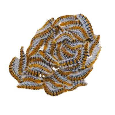 gruppo di processionarie per servizio di disinfestazione