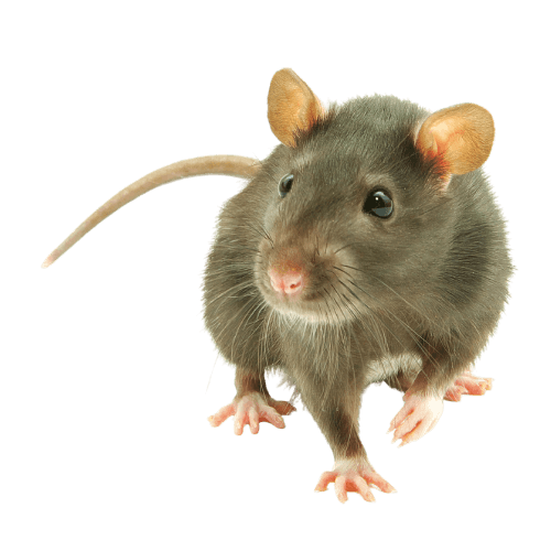 Ratto per servizio di derattizzazione