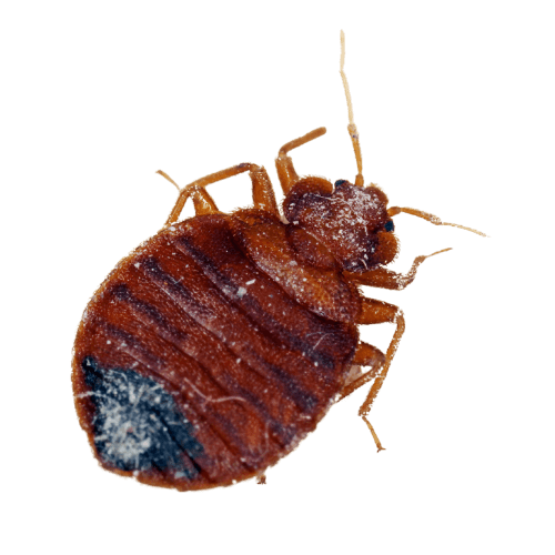 Cimice del letto